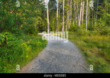 Sentier à travers la forêt, Neuschoenau dans le Parc National de la Forêt bavaroise en Bavière, Allemagne Banque D'Images