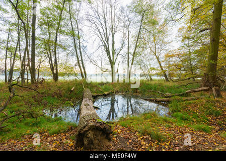 Étang avec arbre tombé dans la forêt en automne en Hesse, Allemagne Banque D'Images