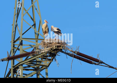 Deux cigognes blanches (Ciconia ciconia) debout dans le nid en haut d'électricité pylône contre un ciel bleu en Hesse, Allemagne Banque D'Images