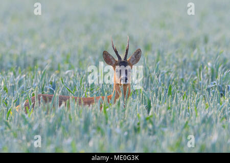 Portrait de l'ouest de chevreuils (Capreolus capreolus), Roebuck, avec qui le chef d'un champ dans la Hesse, Allemagne Banque D'Images