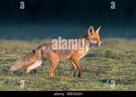 Portrait de profil d'un renard roux (Vulpes vulpes) debout sur un pré fauché en Hesse, Allemagne Banque D'Images