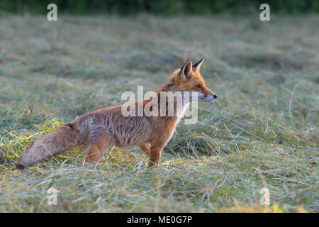 Portrait de profil d'un renard roux (Vulpes vulpes) debout sur une prairie tondue à distance dans la région de Hesse, Allemagne Banque D'Images