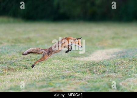 Profil de red fox (Vulpes vulpes) sautant en l'air sur un pré fauché en Hesse, Allemagne Banque D'Images