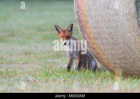 Close-up portrait of a red fox (Vulpes vulpes) assis derrière une balle de foin en été dans la région de Hesse, Allemagne Banque D'Images