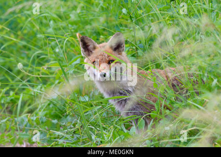 Portrait d'un renard roux (Vulpes vulpes) peeking through grass meadow en été dans la région de Hesse, Allemagne Banque D'Images