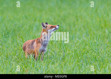 Le renard roux (Vulpes vulpes) odeur de l'air en se tenant debout sur un pré herbeux en été, Hesse, Allemagne Banque D'Images