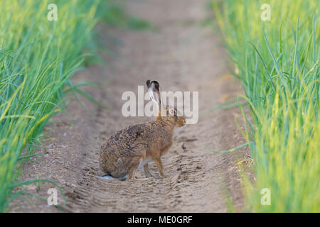 Portrait de profil d'un lièvre brun (Lepus europaeus) assis dans un sillon d'un champ d'oignon en Hesse, Allemagne Banque D'Images