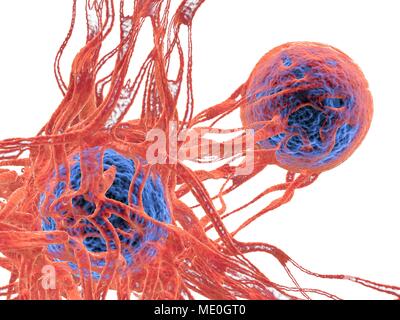 Cancer cell. Illustration d'ordinateur des cellules de cancer, montrant la formation de vaisseaux sanguins fournissant les cellules de l'oxygènes et nutrigens avec. Les cellules avec leurs noyaux sont affichés en bleu. Banque D'Images