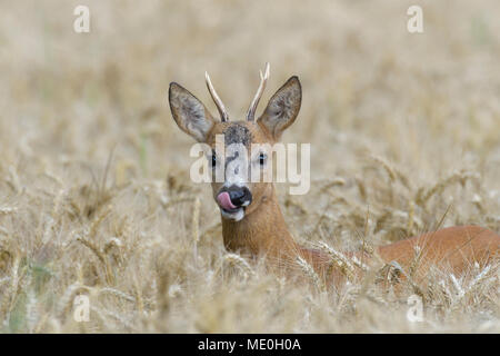 Close-up portrait of western Roebuck, le chevreuil (Capreolus capreolus) dans le champ de grain, léchant ses lèvres, Hesse, Allemagne Banque D'Images