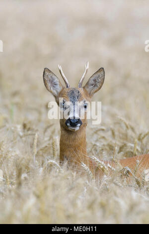 Close-up portrait of western Roebuck, le chevreuil (Capreolus capreolus) peeking jusqu'au champ de céréales dans la région de Hesse, Allemagne Banque D'Images