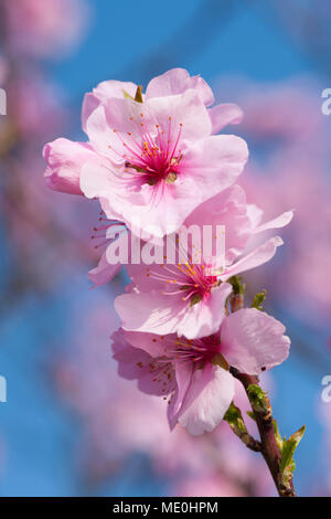 Close-up d'une branche de fleurs d'amandier rose au printemps lors d'une journée ensoleillée en Allemagne Banque D'Images