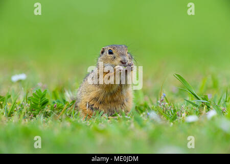 European (Spermophilus citellus) assis dans la zone de manger des plantes dans le Burgenland, Autriche Banque D'Images