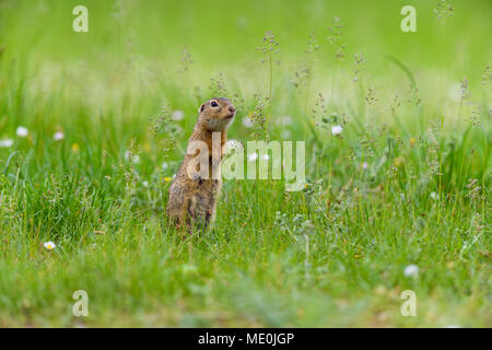 European (Spermophilus citellus) debout sur ses pattes en champ dans le Burgenland, Autriche Banque D'Images