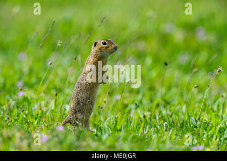 Portrait d'(Spermophilus citellus) debout sur ses pattes en champ dans le Burgenland, Autriche Banque D'Images