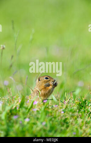 European (Spermophilus citellus) debout sur ses pattes de manger des plantes au champ dans le Burgenland, Autriche Banque D'Images