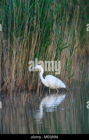 Grande aigrette (Ardea alba) debout dans le lac à côté de roseaux du lac de Neusiedl, dans le Burgenland, Autriche Banque D'Images