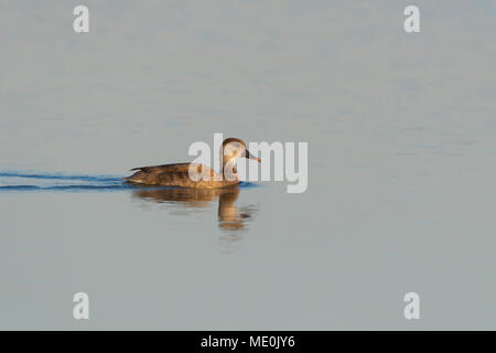 Femelle nette rousse (Netta rufina) baignade dans le lac de Neusiedl en Burgenland, Autriche Banque D'Images