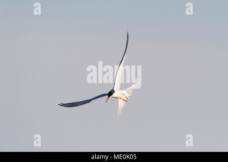 La sterne pierregarin (Sterna hirundo) en vol, contre un ciel gris ensoleillé au lac de Neusiedl en Burgenland, Autriche Banque D'Images