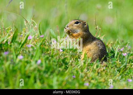 Close-up portrait of a European (Spermophilus citellus) manger des plantes dans les champs dans le Burgenland, Autriche Banque D'Images