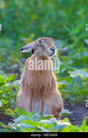 Close-up portrait of a European brown hare (Lepus europaeus) assis dans un champ en été, Hesse, Allemagne Banque D'Images