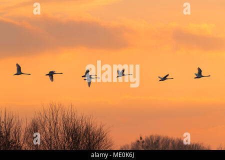 Troupeau de voler le cygne tuberculé (Cygnus olor) silhouetté contre le ciel au coucher du soleil, Hesse, Allemagne Banque D'Images