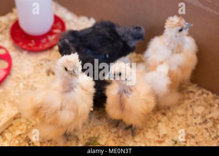 Les jeunes poussins Silkie dans une boîte. Banque D'Images