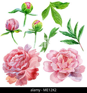 Pivoine aquarelle set. Les éléments floraux vintage avec fleurs et feuilles de pivoine isolé sur fond blanc. Hand drawn Banque D'Images