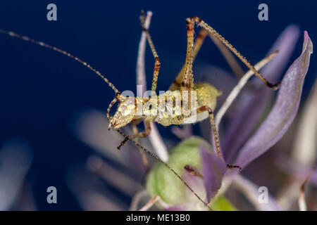 Les insectes de la famille Tettigoniidae sont communément appelés grillons ou katydids bush Banque D'Images