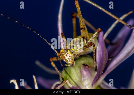 Les insectes de la famille Tettigoniidae sont communément appelés grillons ou katydids bush Banque D'Images