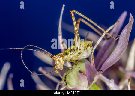 Les insectes de la famille Tettigoniidae sont communément appelés grillons ou katydids bush Banque D'Images