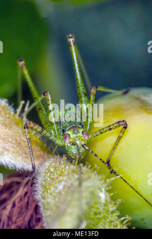 Les insectes de la famille Tettigoniidae sont communément appelés grillons ou katydids bush Banque D'Images