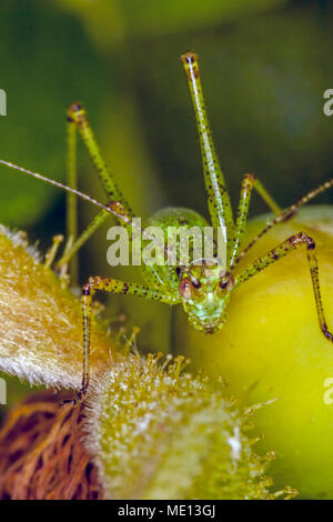 Les insectes de la famille Tettigoniidae sont communément appelés grillons ou katydids bush Banque D'Images