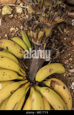 De la main gauche et la banane jaune après la récolte sur une banane ferme à Paphos, sur l'île méditerranéenne de Chypre, Europe Banque D'Images