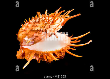 Coquille d'huître épineuse Orange trouvés dans les eaux chaudes de la mer de Cortez. Banque D'Images