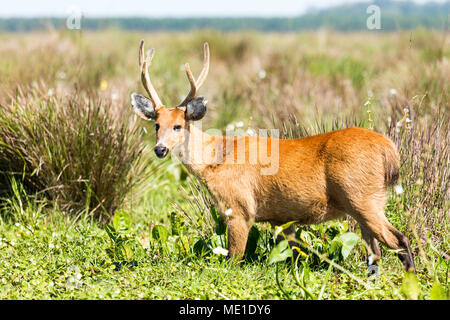 Homme cerf des marais (Blastocerus dichotomus) Banque D'Images