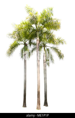 Groupe de palm tree plant isolated on white utiliser pour Banque D'Images