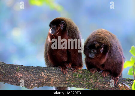 Titi cuivré (Plecturocebus cupreus), des profils avec semi-enfant adulte sur branch, captive Banque D'Images