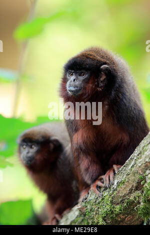 Titi cuivré (Plecturocebus cupreus), paire adultes sur branch, captive Banque D'Images