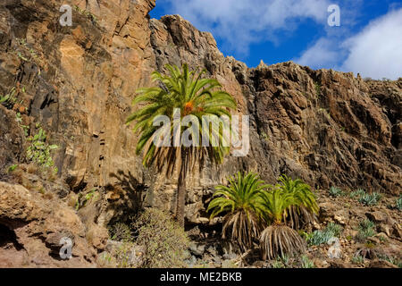 Île des dattiers (Phoenix canariensis), gorge près de Alajero, La Gomera, Canary Islands, Spain Banque D'Images