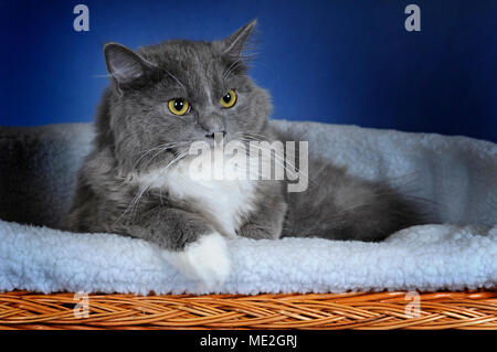 Ragdoll bleu mitted, solide, chat mâle Banque D'Images