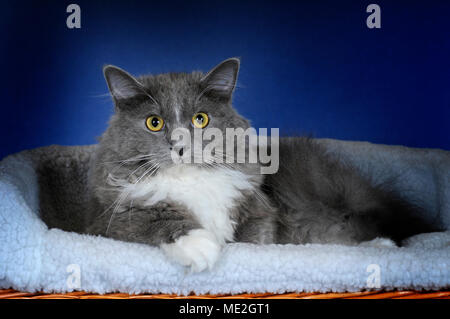 Ragdoll bleu mitted, solide, chat mâle Banque D'Images