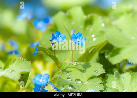 Le rampage navelwort (Omphalodes verna) entre les feuilles d'alchémille (Alchemilla) avec dewdrops, Basse-Saxe, Allemagne Banque D'Images