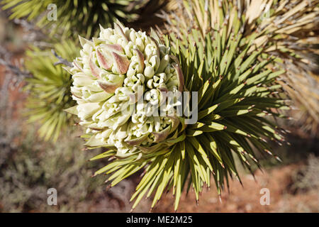 Joshua Tree ou Yucca brevifolia fleur avec selective focus Banque D'Images