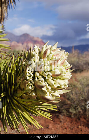 Vertical image de Joshua Tree ou Yucca brevifolia flower au Red Rock de conservation au Nevada Banque D'Images