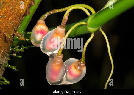 Racine aérienne de plus en plus de conseils d'un grimpeur de la forêt tropicale, de la famille Araceae protégés par le mucilage. Dans la province de Morona Santiago, Equateur Banque D'Images