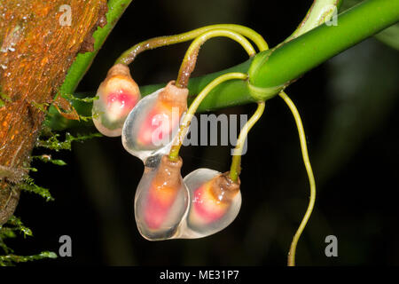 Racine aérienne de plus en plus de conseils d'un grimpeur de la forêt tropicale, de la famille Araceae protégés par le mucilage. Dans la province de Morona Santiago, Equateur Banque D'Images