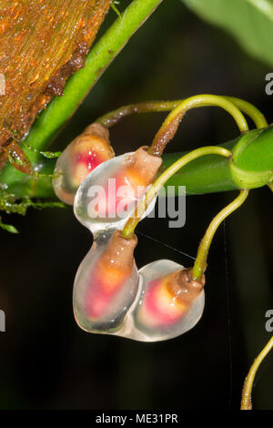 Racine aérienne de plus en plus de conseils d'un grimpeur de la forêt tropicale, de la famille Araceae protégés par le mucilage. Dans la province de Morona Santiago, Equateur Banque D'Images