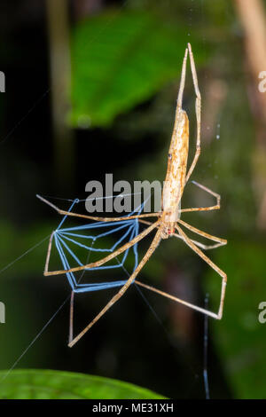 Face Ogre (Deinopis araignée sp.). Maintenant son site web prêt à attraper une proie. Ces araignées utiliser un carré web collante qui a eu lieu entre les pieds comme un filet pour Banque D'Images