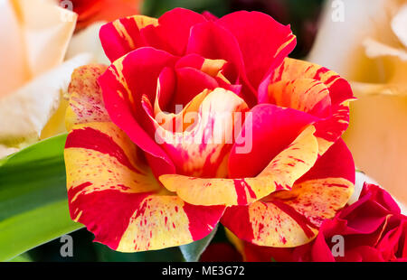 Une belle rose rouge et jaune tête centré dans l'image. L'image est douce et chaude et serait une bonne image pour un fleuriste ou similaire du commerce. Banque D'Images