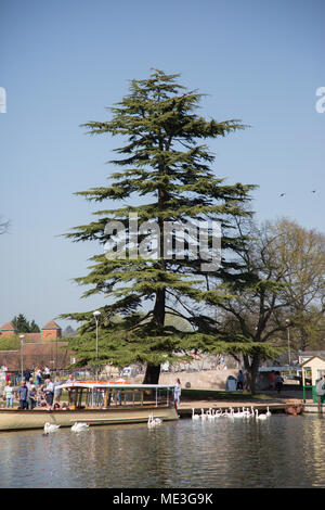 Vue sur la rivière Bancroft par la rivière Avon, à Stratford upon Avon, Warwickshire, Angleterre Banque D'Images